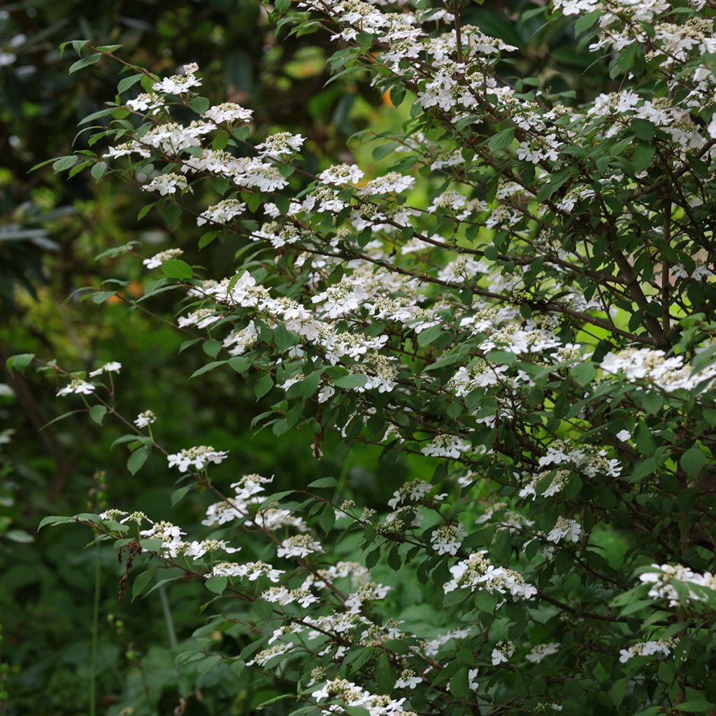 Japanischer Schneeball Kilimanjaro Sunrise - Viburnum plicatum