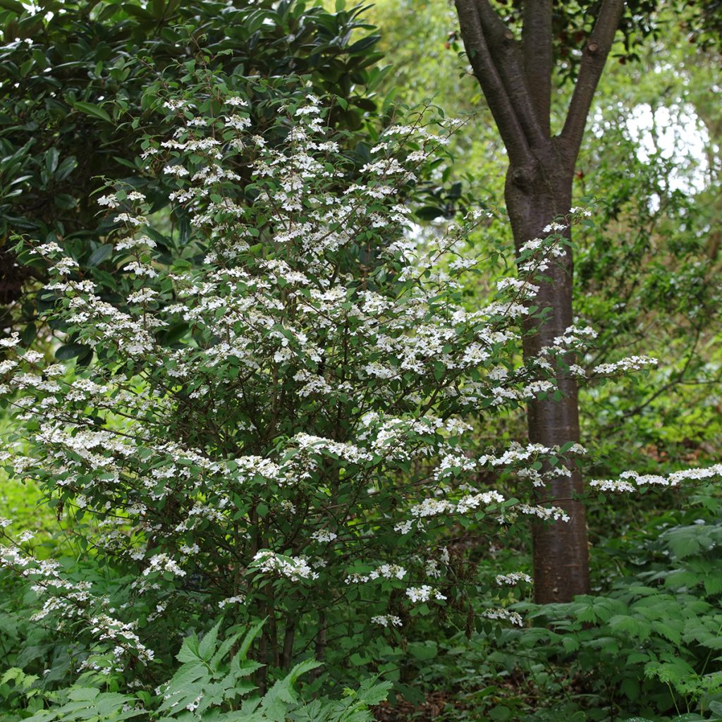 Japanischer Schneeball Kilimanjaro Sunrise - Viburnum plicatum