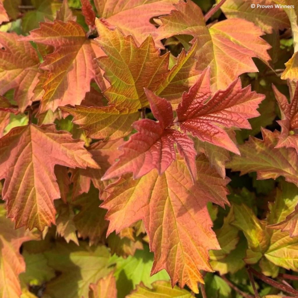 Gewöhnlicher Schneeball Oh Canada - Viburnum opulus