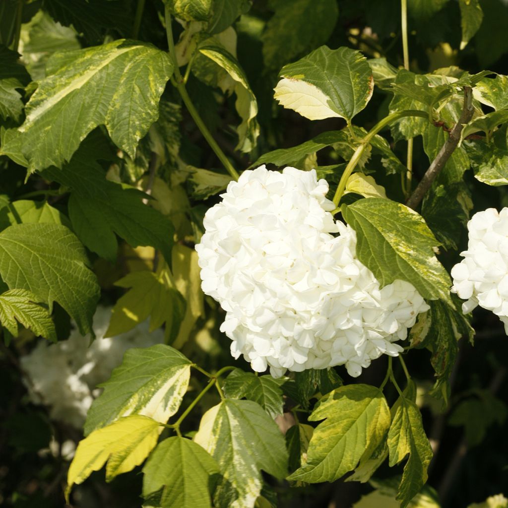 Gewöhnlicher Schneeball Pechcin - Viburnum opulus