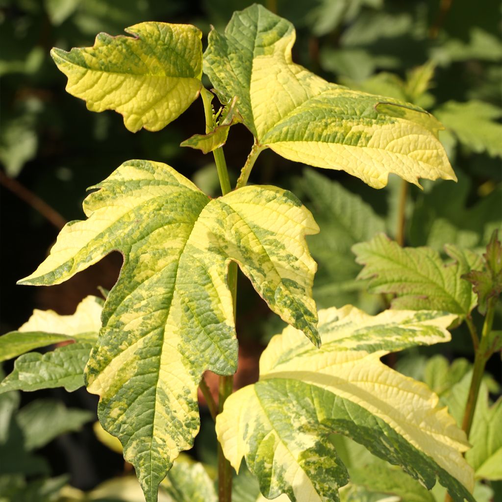 Gewöhnlicher Schneeball Pechcin - Viburnum opulus