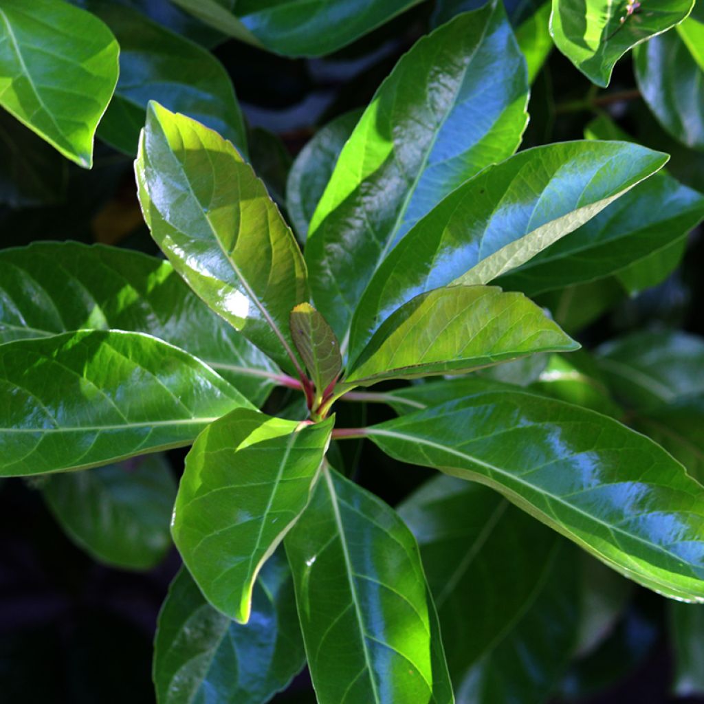 Viorne odorante - Viburnum odoratissimum