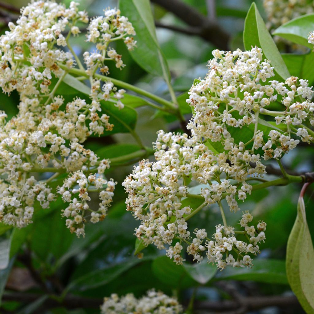 Viorne odorante - Viburnum odoratissimum