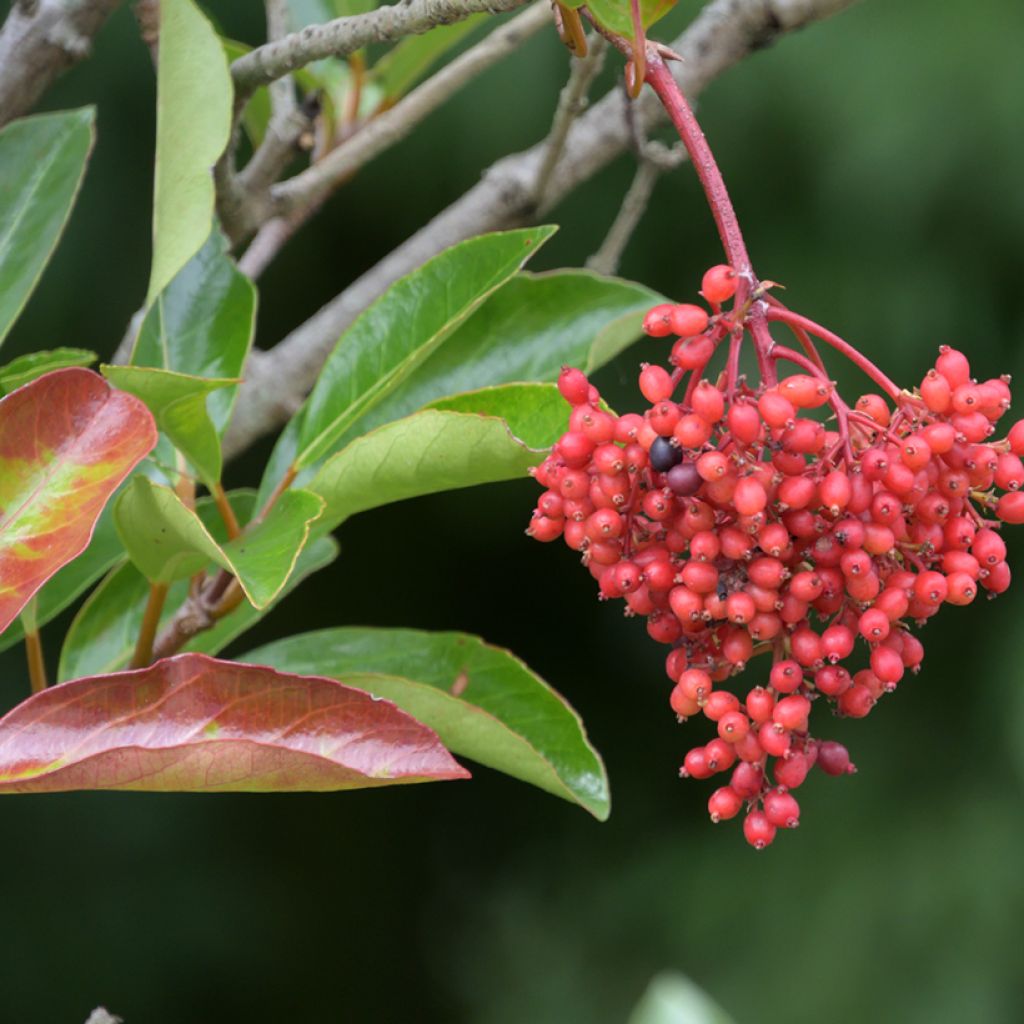 Viorne odorante - Viburnum odoratissimum