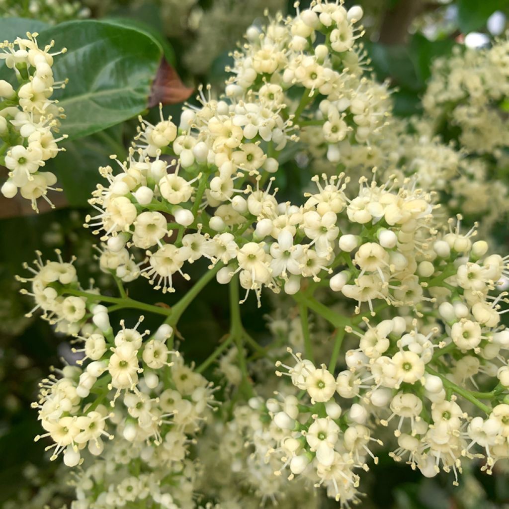 Viorne odorante - Viburnum odoratissimum