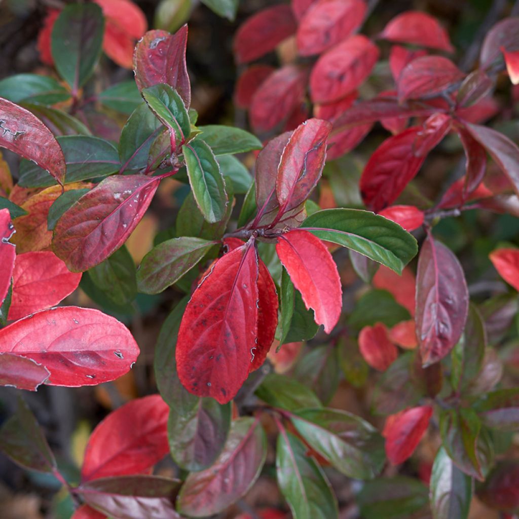 Viorne odorante - Viburnum odoratissimum