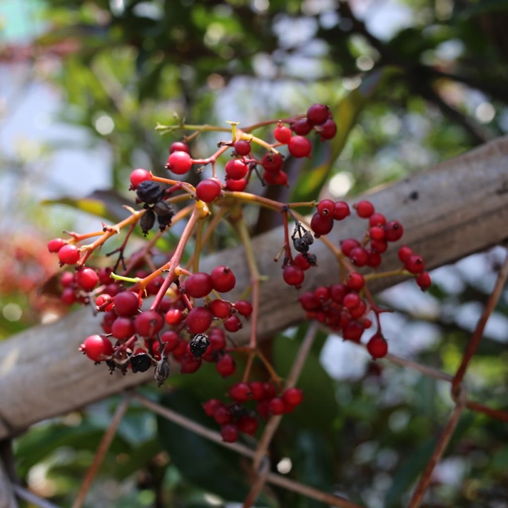 Viorne odorante - Viburnum odoratissimum