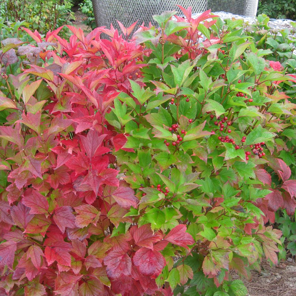 Amerikanischer Schneeball Spring Red Compact - Viburnum trilobum