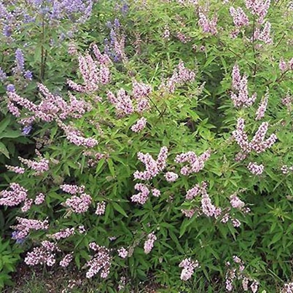 Vitex agnus-castus Pink Pinnacle - Keuschbaum