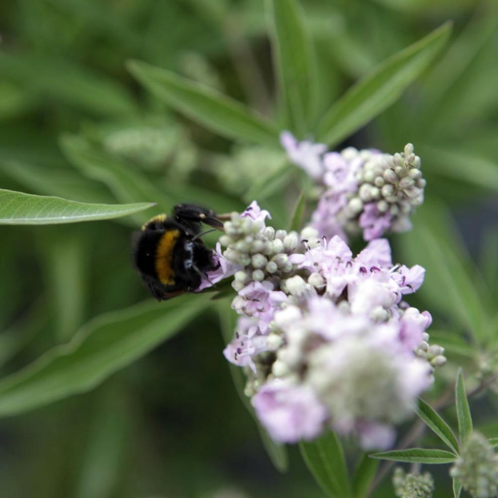 Vitex agnus-castus Pink Pinnacle - Keuschbaum