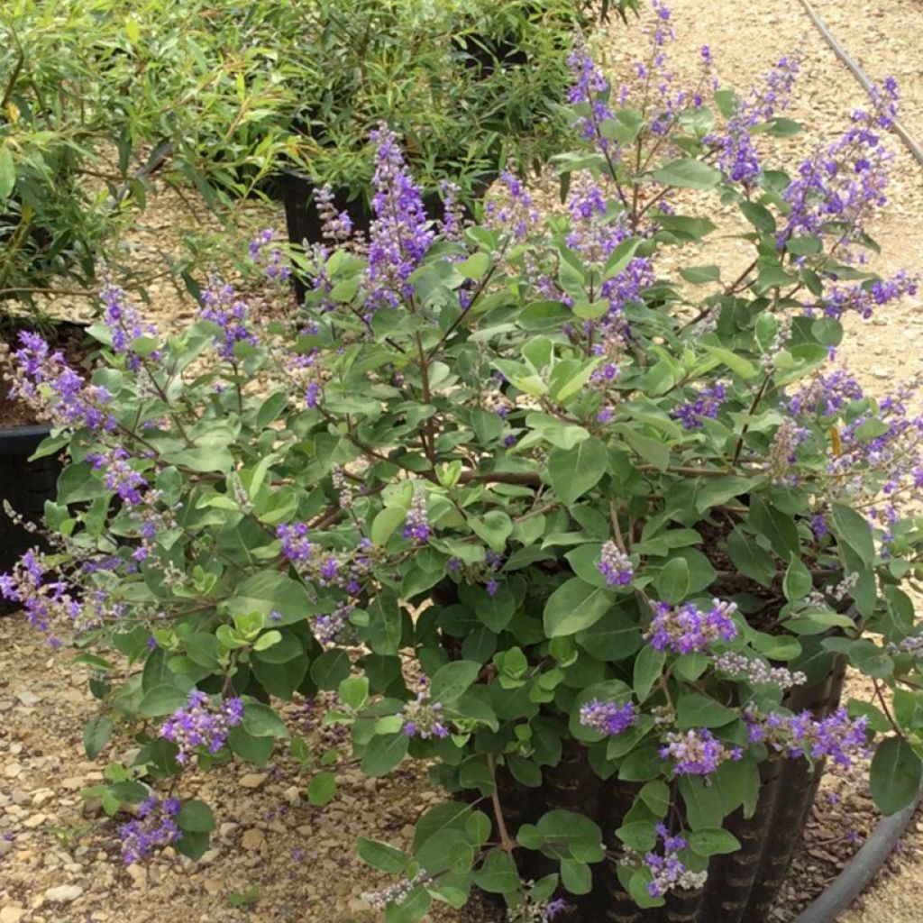 Vitex agnus-castus Chicagoland Blues - Keuschbaum