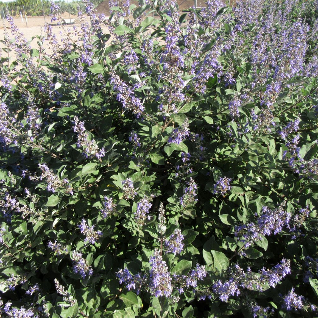 Vitex agnus-castus Chicagoland Blues - Keuschbaum