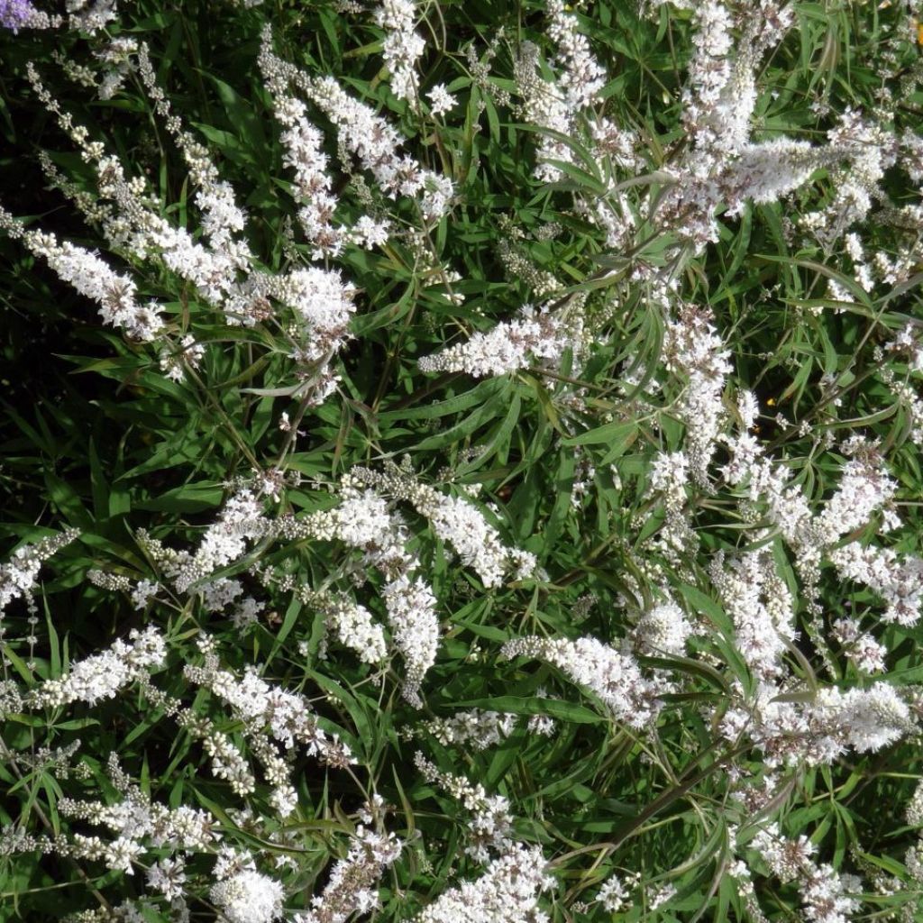 Vitex agnus-castus Silver Spire - Keuschbaum