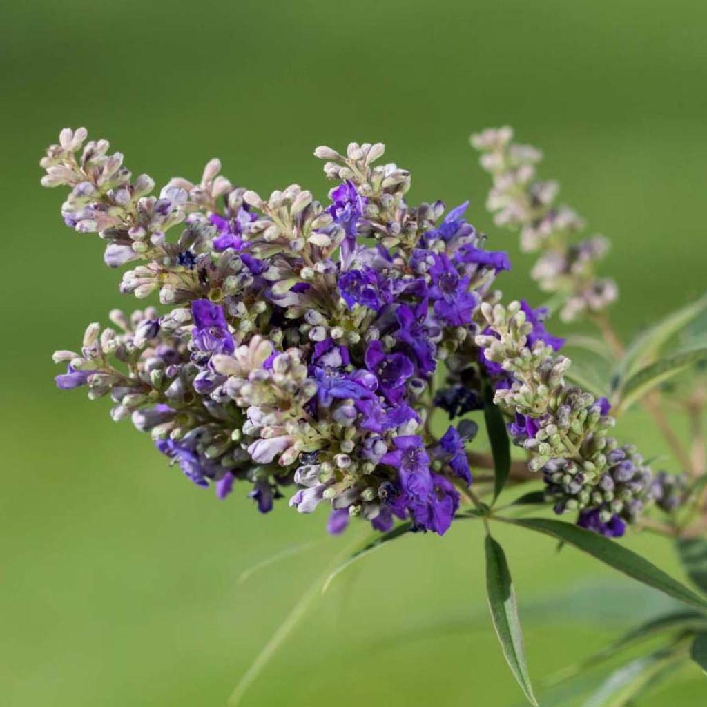 Vitex agnus-castus Blue Puffball - Keuschbaum