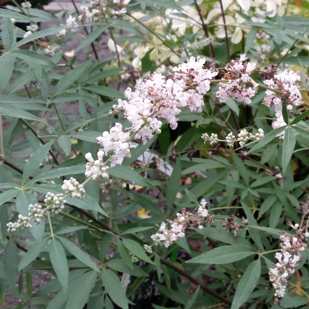 Vitex agnus-castus Albus - Keuschbaum