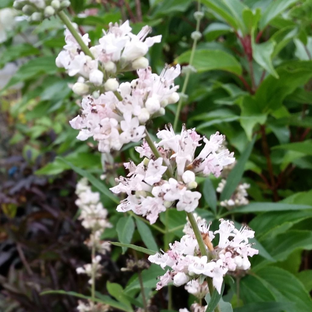 Vitex agnus-castus Albus - Keuschbaum