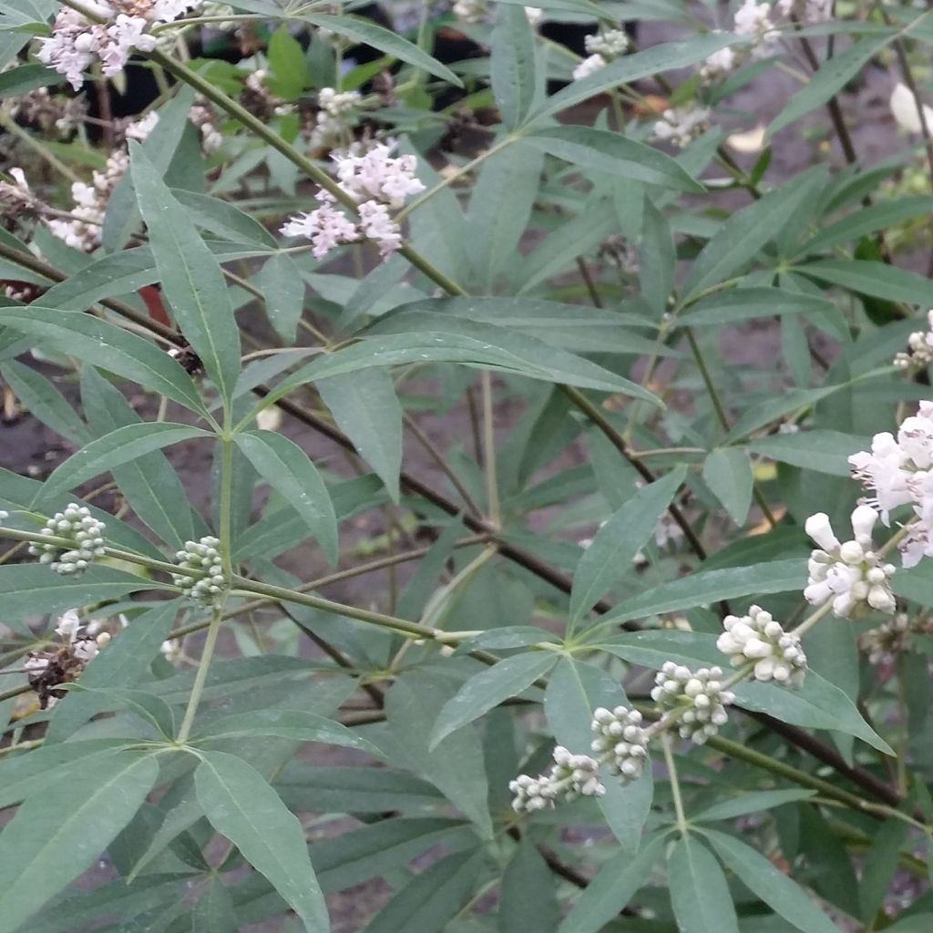 Vitex agnus-castus Albus - Keuschbaum