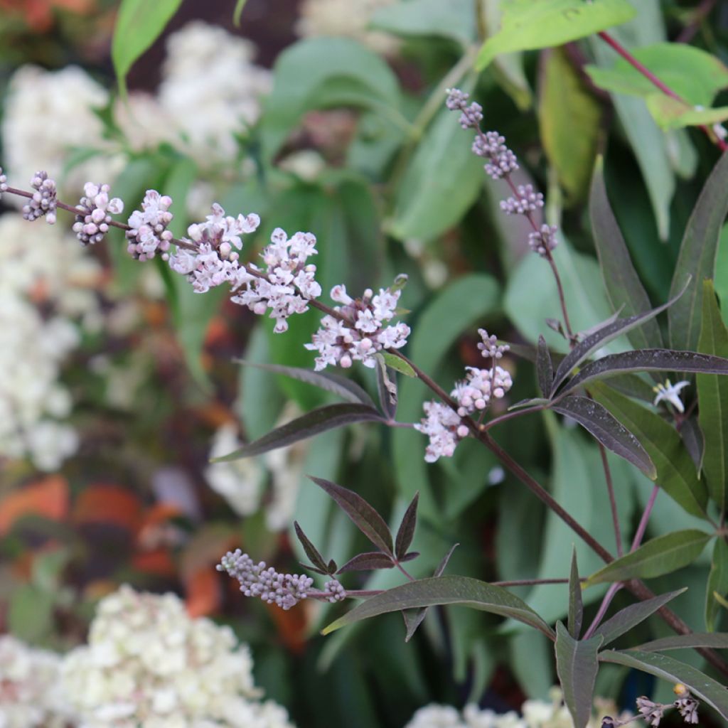 Vitex agnus-castus Albus - Keuschbaum