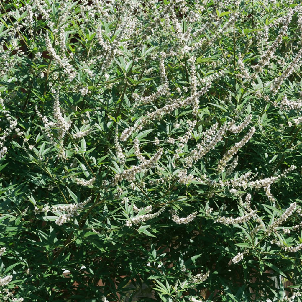 Vitex agnus-castus Albus - Keuschbaum