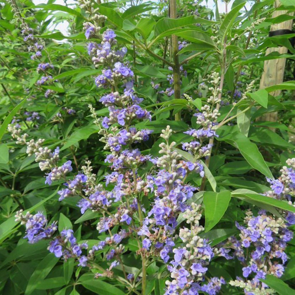 Vitex agnus-castus Magical Summertime Blues - Keuschbaum