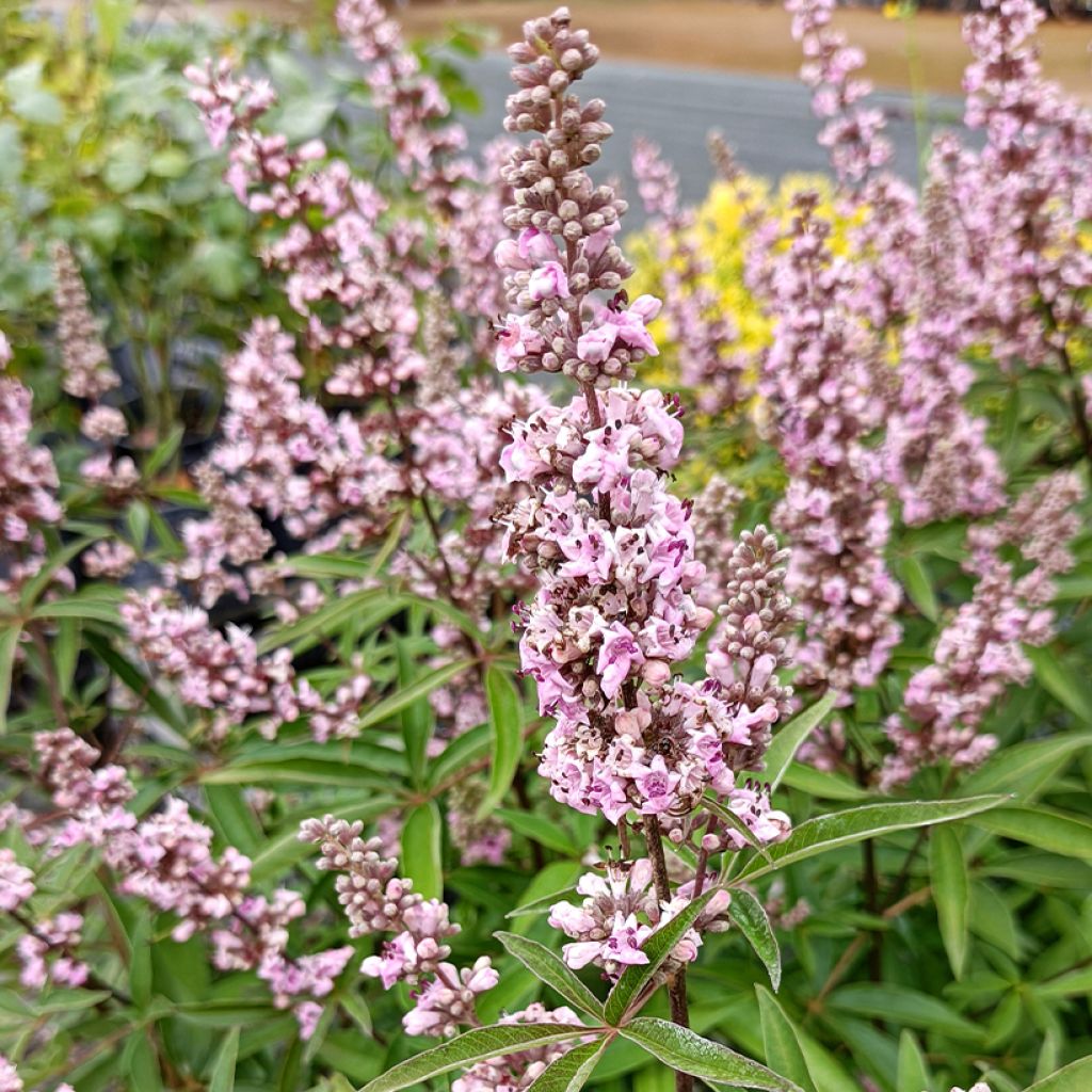 Vitex agnus-castus Pink Pinnacle - Keuschbaum