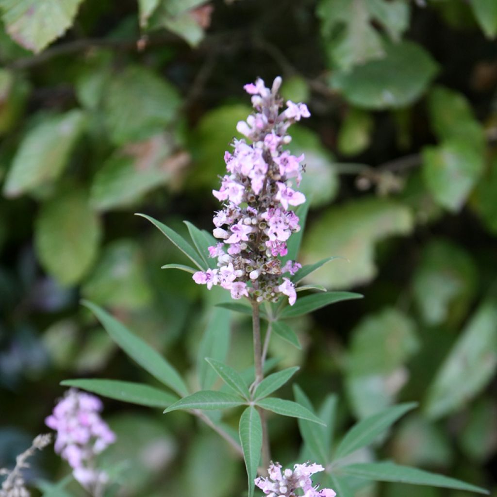 Vitex agnus-castus Pink Pinnacle - Keuschbaum