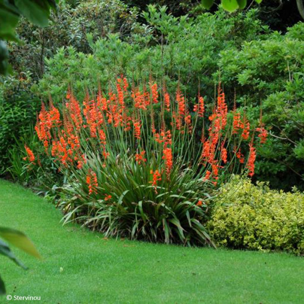 Watsonia gigantea - Watsonie