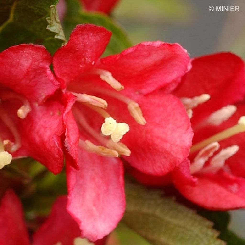 Weigela Nain rouge