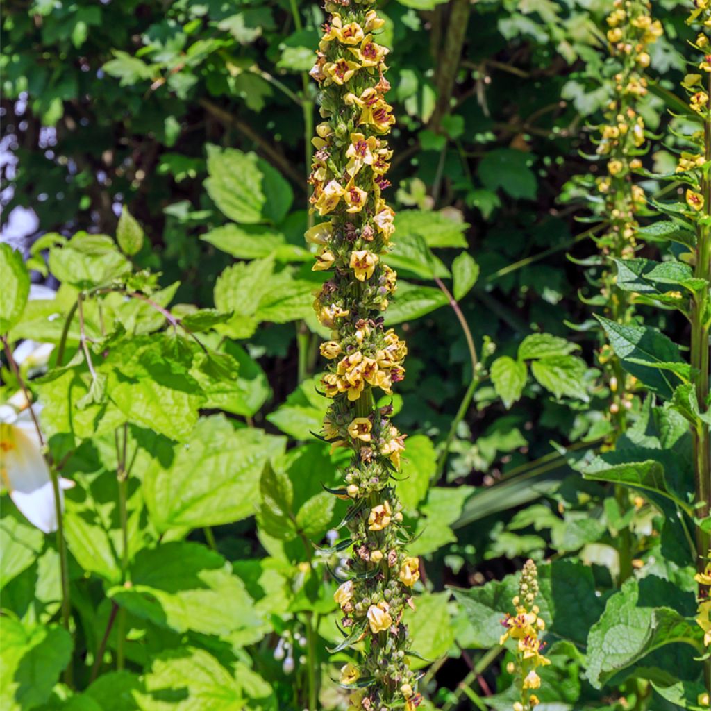 Wachendorfia thyrsiflora - Wachendorfia