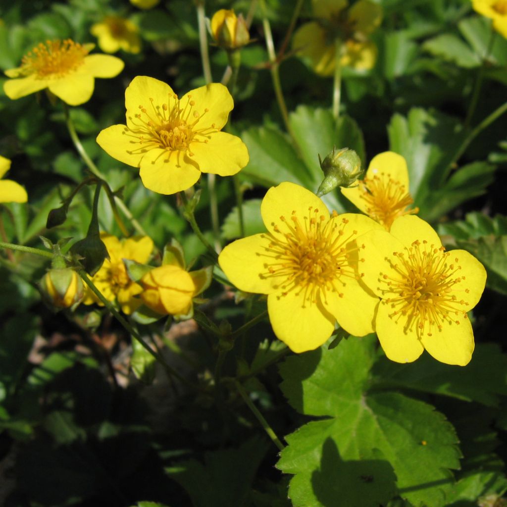 Waldsteinia ternata - Fraisier stérile jaune