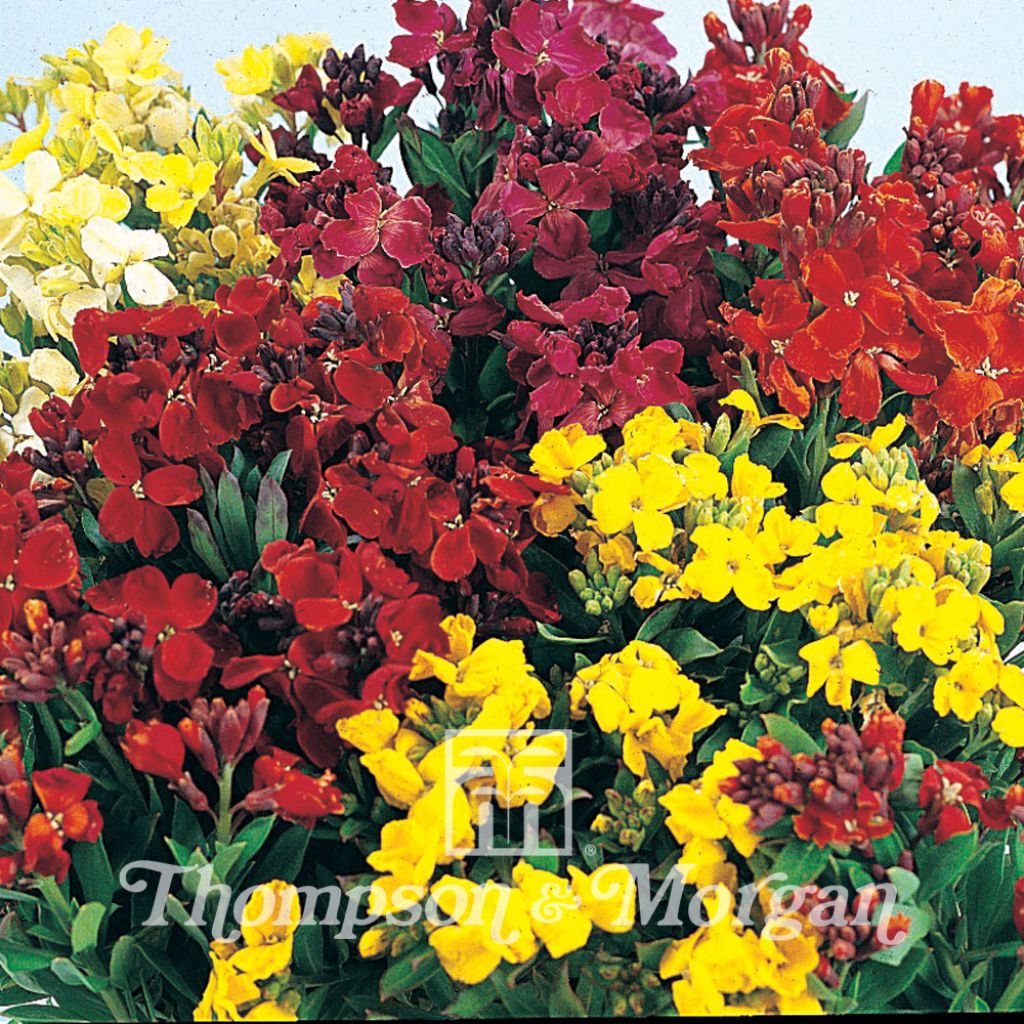 Garten-Goldlack Bedding Mixed (Samen) - Erysimum cheiri