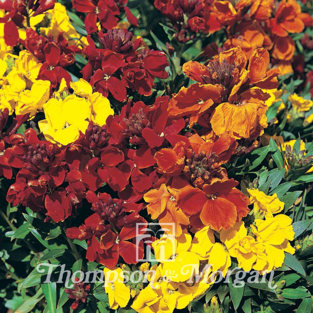 Garten-Goldlack Brilliant Bedder Serie Mixed (Samen) - Erysimum cheiri