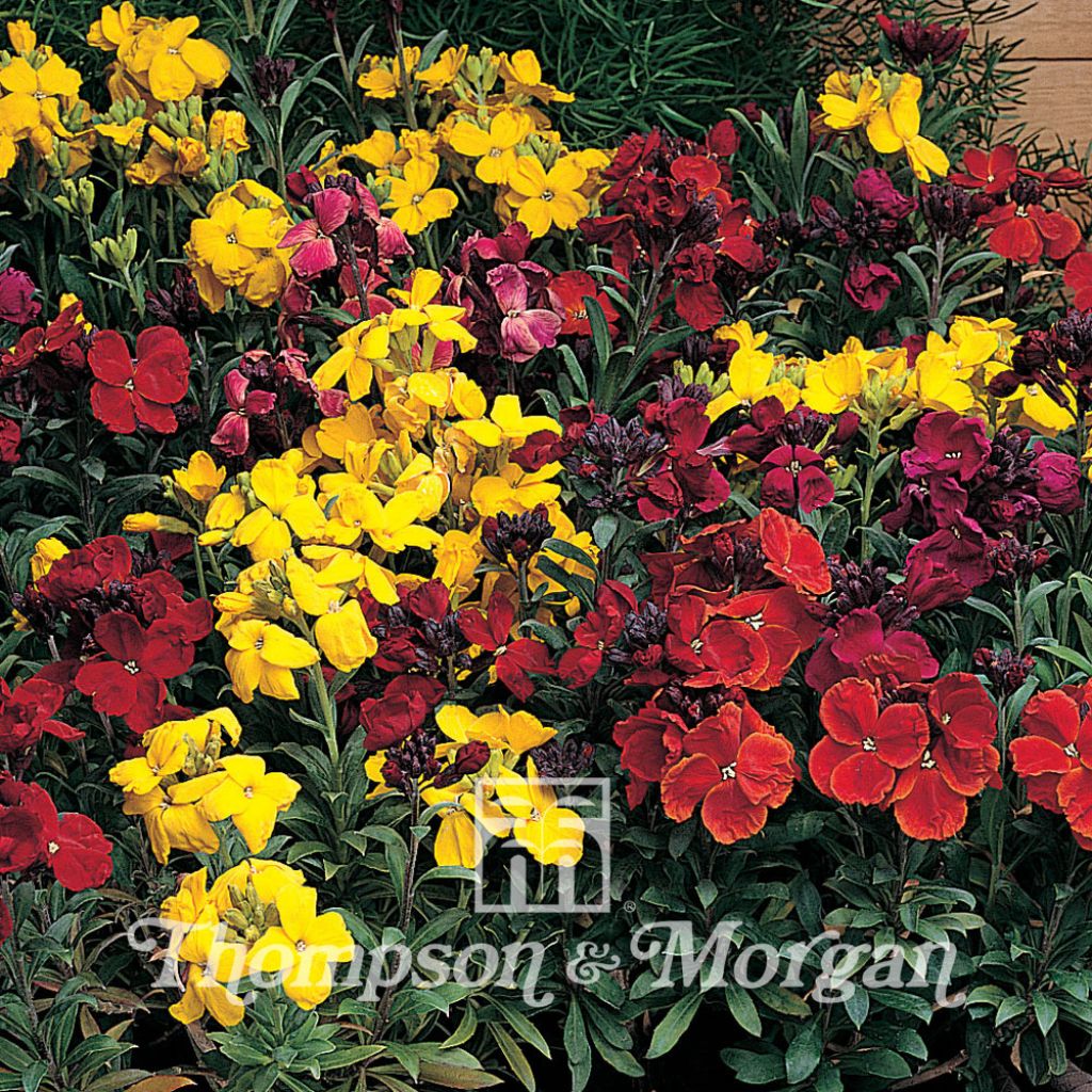 Garten-Goldlack Tom Thumb Mixed (Samen) - Erysimum cheiri