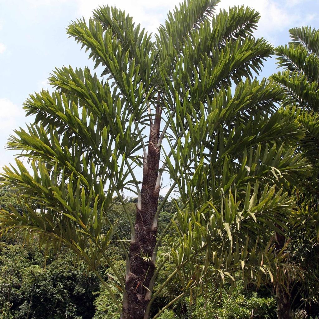 Wallichia disticha - Zweizeilige Fischschwanzpalme