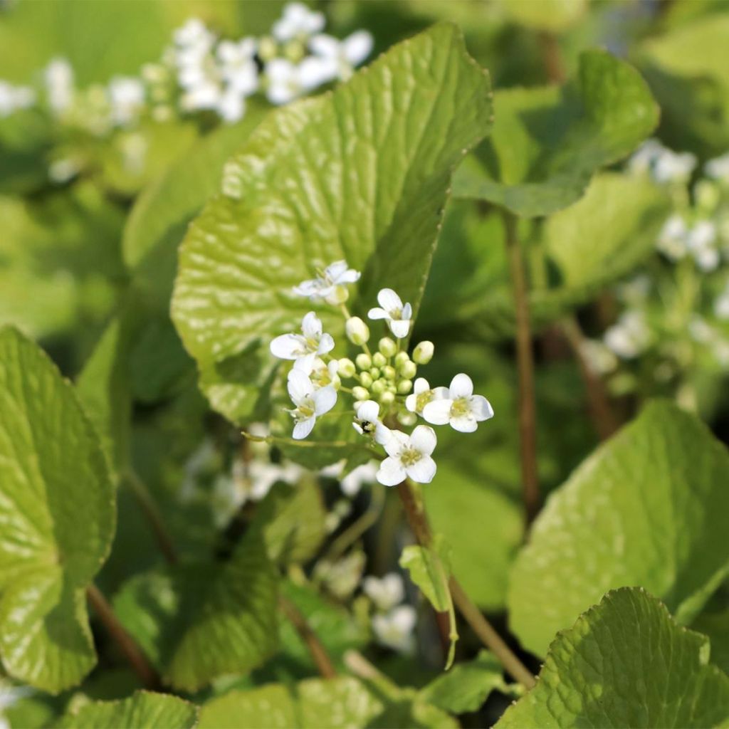 Wasabi - Eutrema japonica