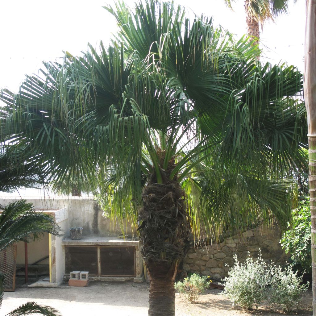 Washingtonia filifera - Priesterpalme