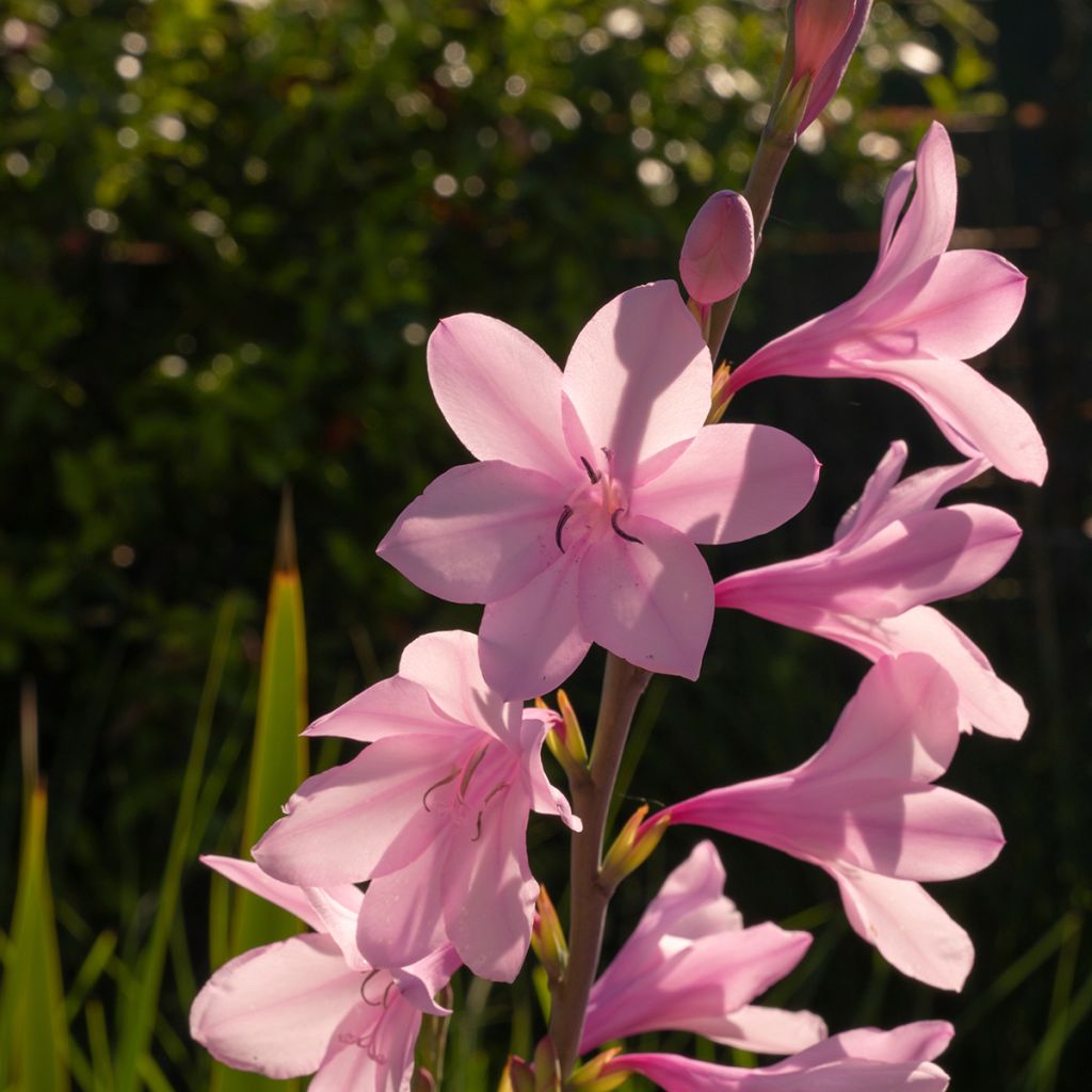 Watsonia borbonica - Watsonie