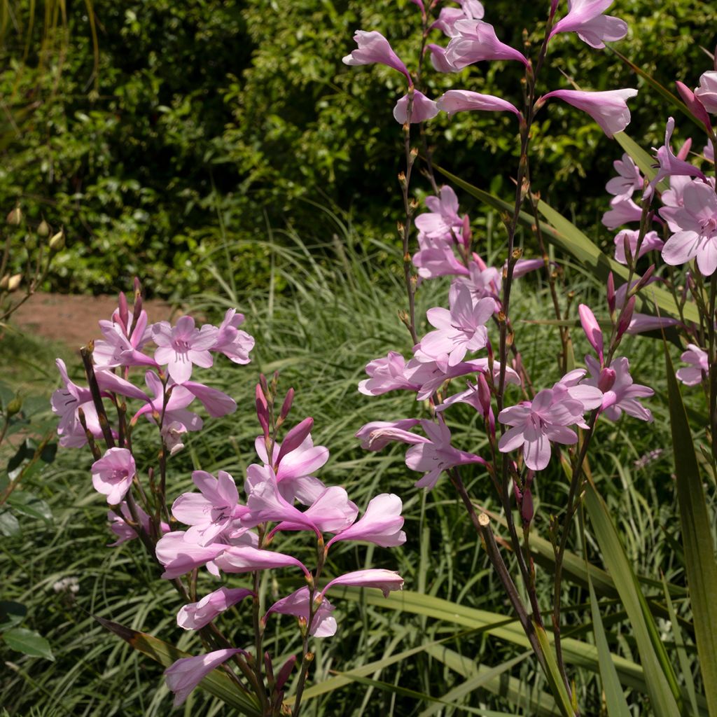 Watsonia borbonica - Watsonie