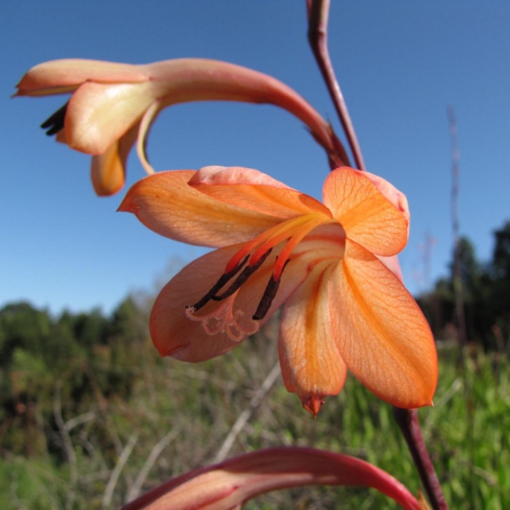 Watsonia meriana - Watsonie