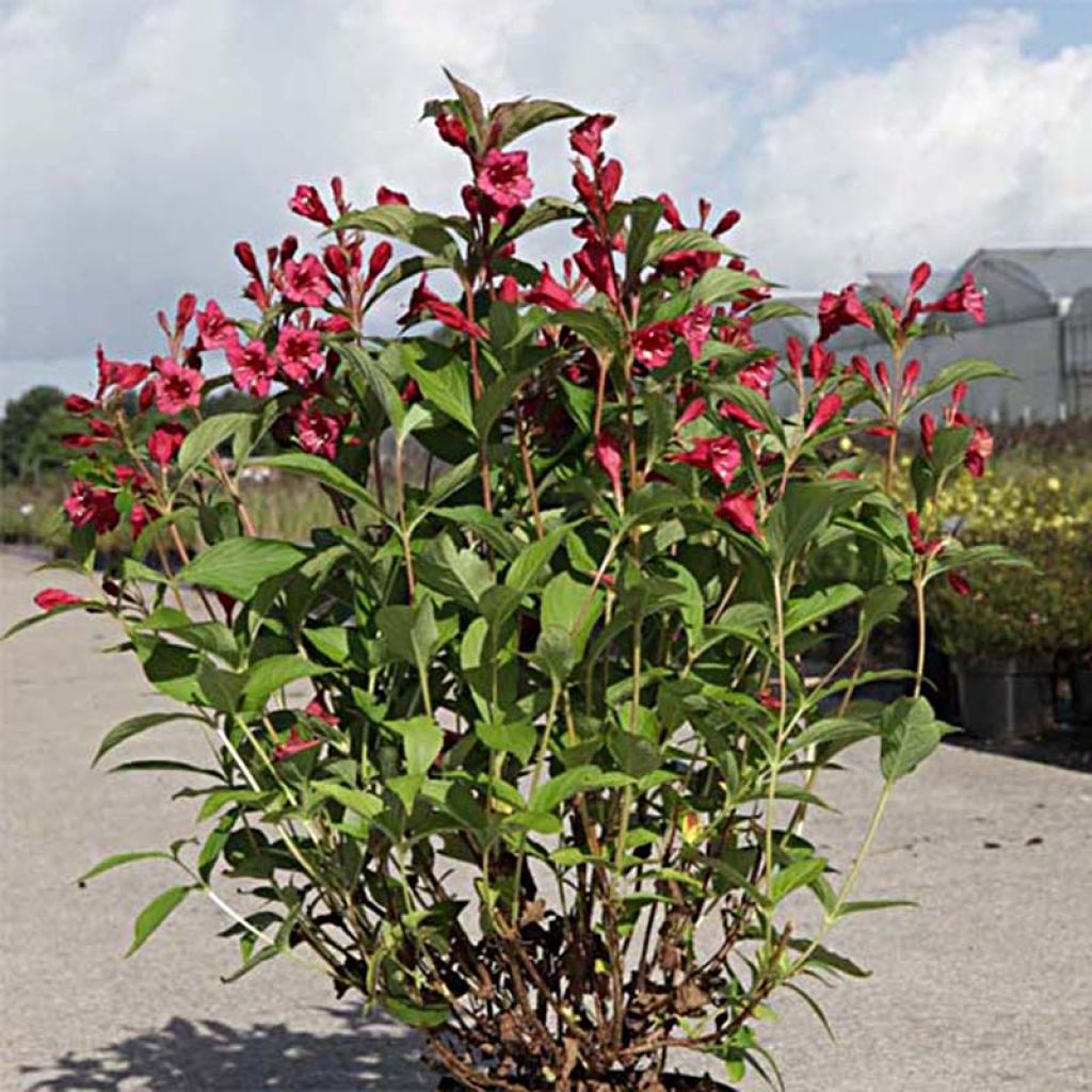 Weigela Bristol Ruby