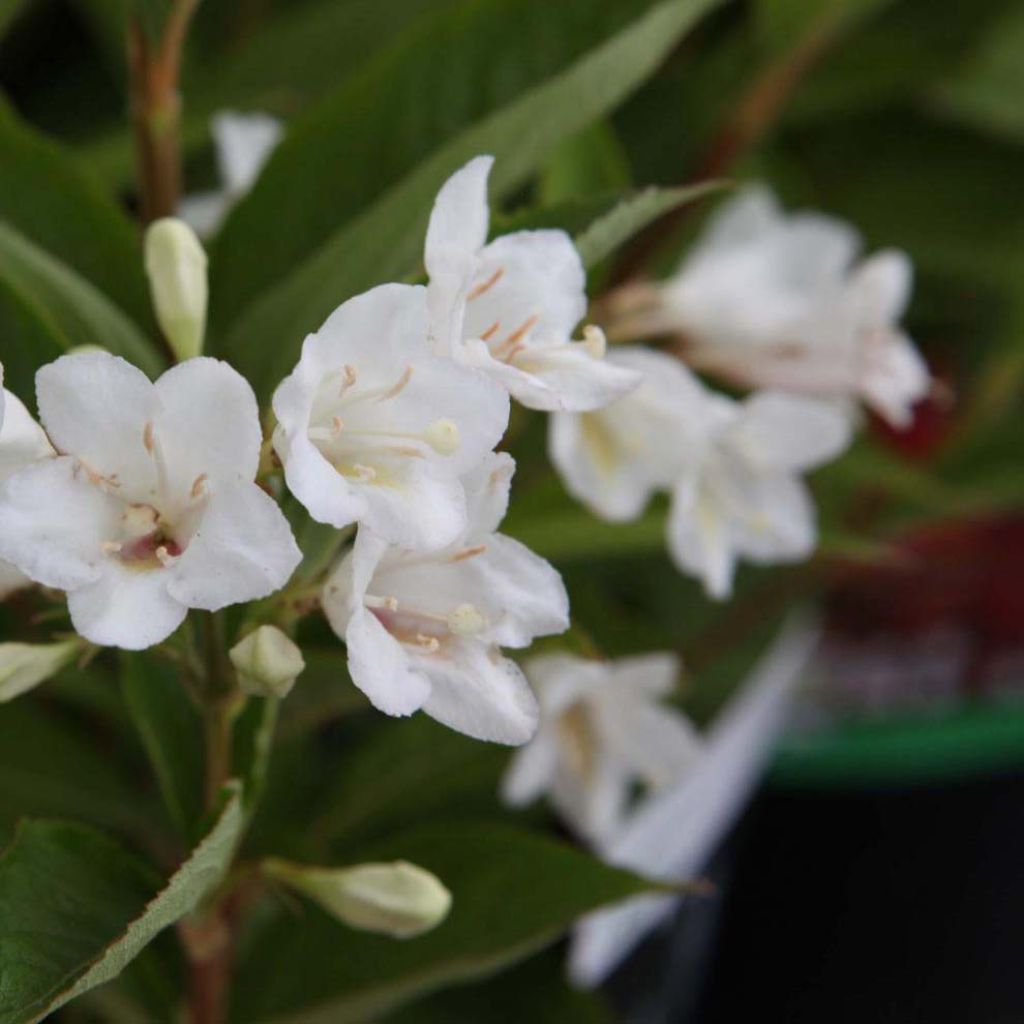 Weigela Candida