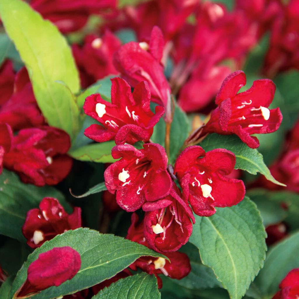 Weigela Cherry Love