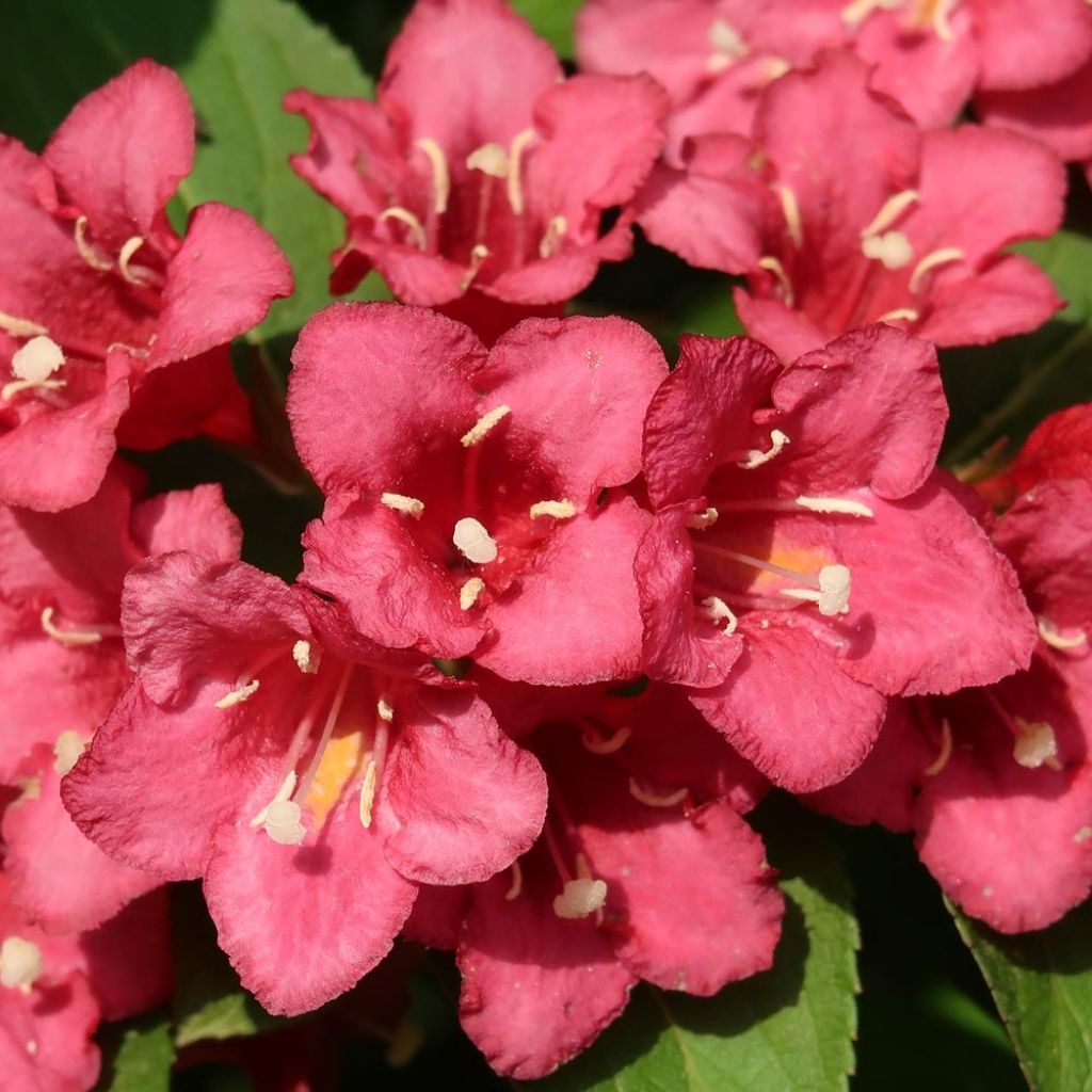 Weigela Eva Rathke