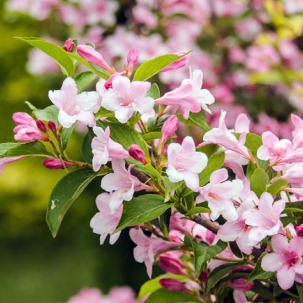 Weigela florida Rosea