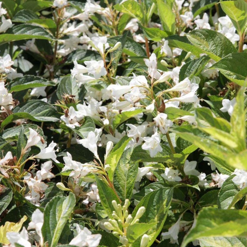 Weigela florida Milk and Honey