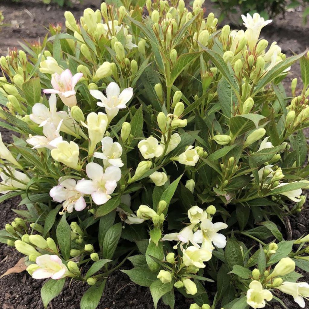 Weigela Picobella Bianco - Weigélia nain