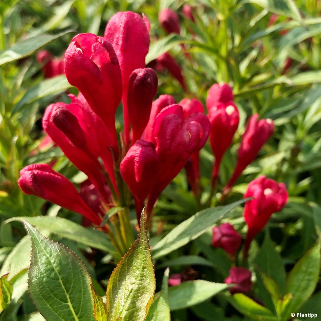 Weigela Picobella Rosso