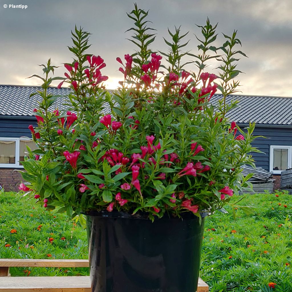 Weigela Picobella Rosso