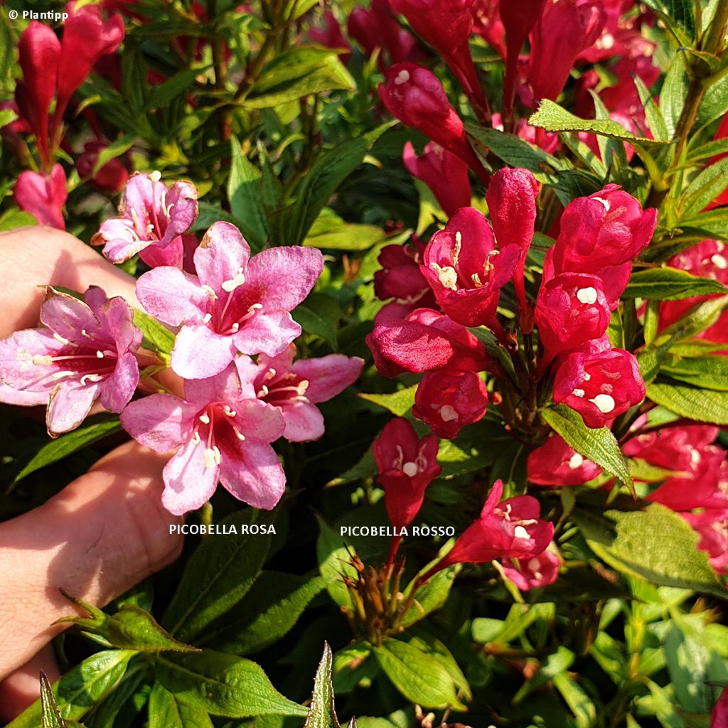 Weigela Picobella Rosso