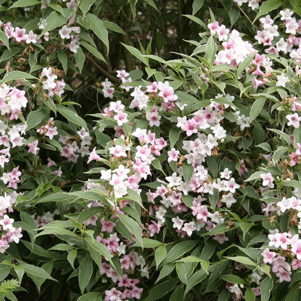 Weigela (x) florida Splendid - Weigelie